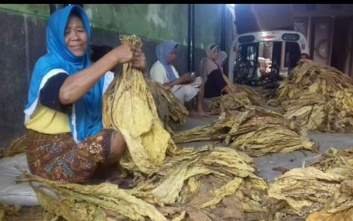 Distan Lombok Timur Siapkan Rp20,2 Miliar BLT untuk Petani Tembakau