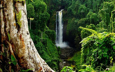 Penunggu Misterius Alas Purwo Banyuwangi, Mitos Sosok Gayatri