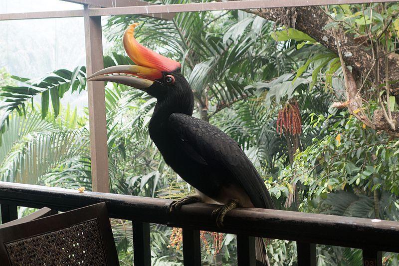 Rangkong Badak, Pesona Fauna Indonesia yang Terancam Hilang