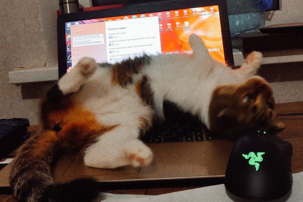 10 Potret Kucing Tidur di Atas Keyboard, Bikin Gak Bisa Kerja