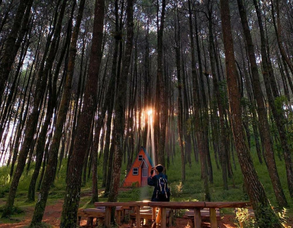 10 Potret Top Selfie Kragilan, Hutan Pinus Magelang untuk Ngabuburit