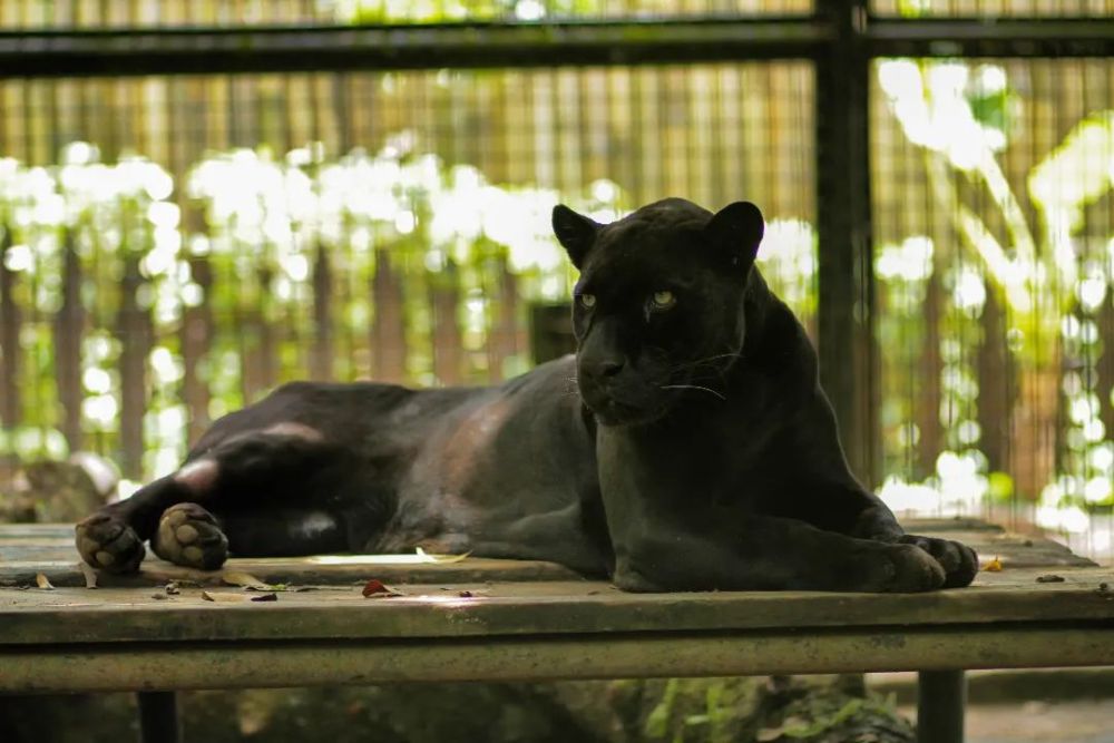 Batu Secret Zoo Wisata Edukasi Konservasi Satwa