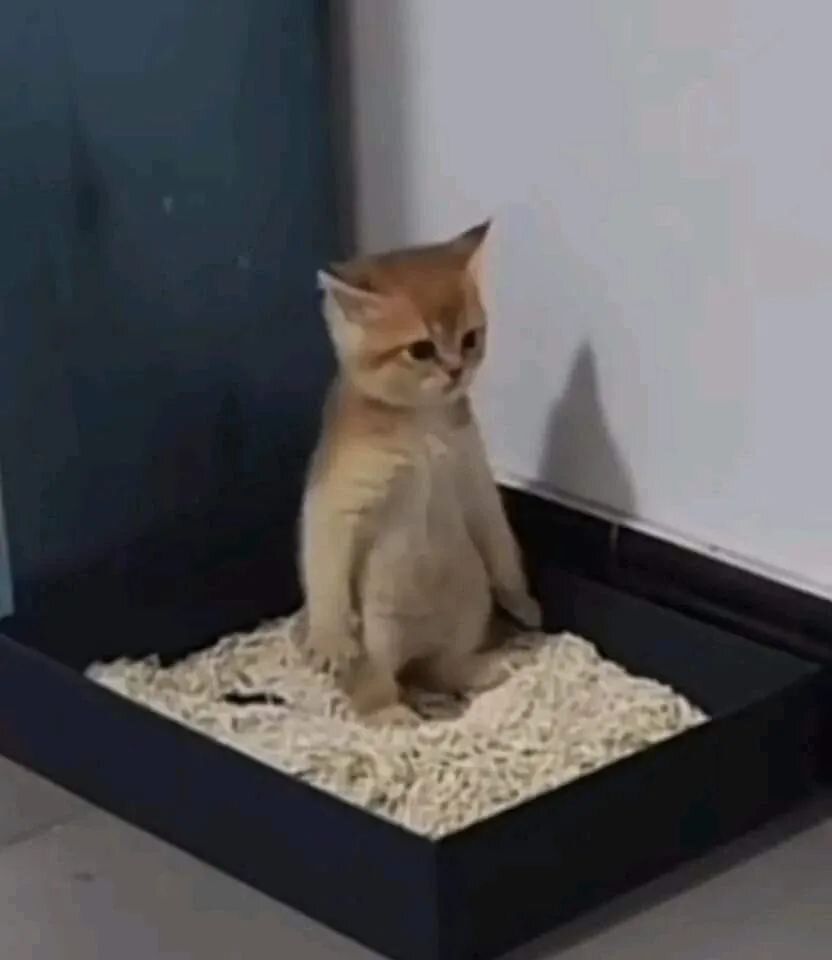 10 Meme Kucing yang Lagi Meratapi Hidup, Galau Berjamaah