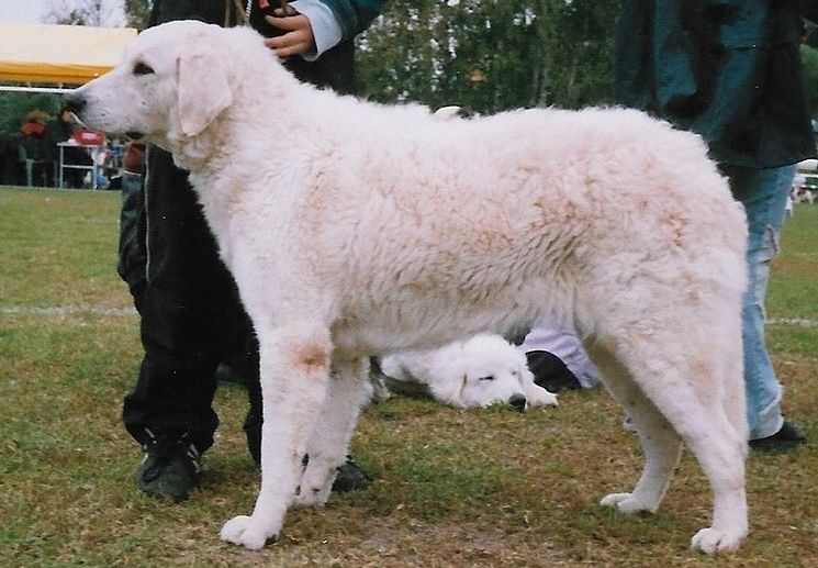 5 Spesies Anjing Hungaria Ini Dikenal Unik dan Bersahabat