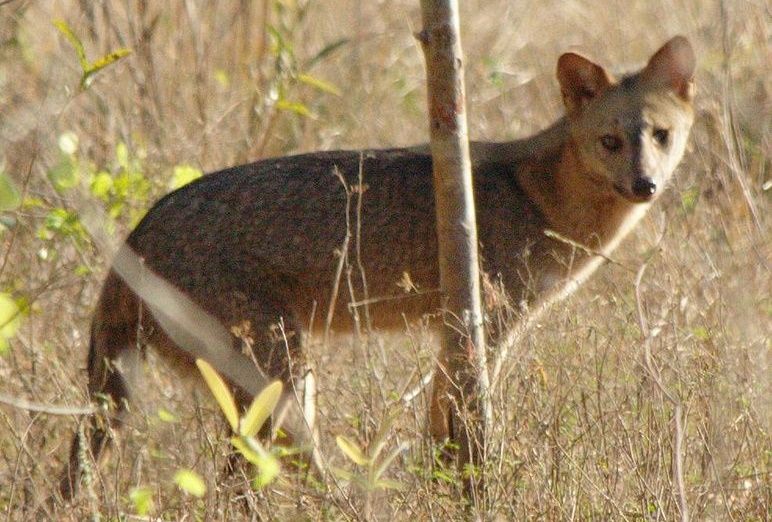 Fakta Unik Crab Eating Fox