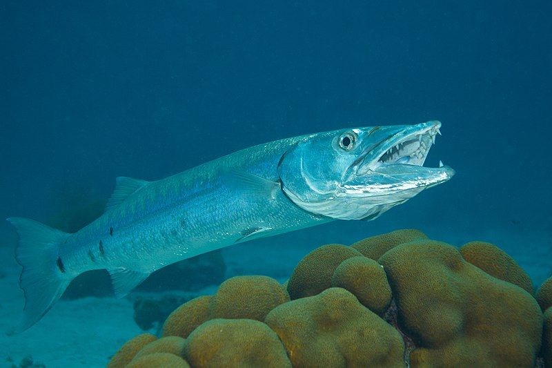 9 Fakta Menarik Ikan Barakuda, Benarkah Dagingnya Beracun?