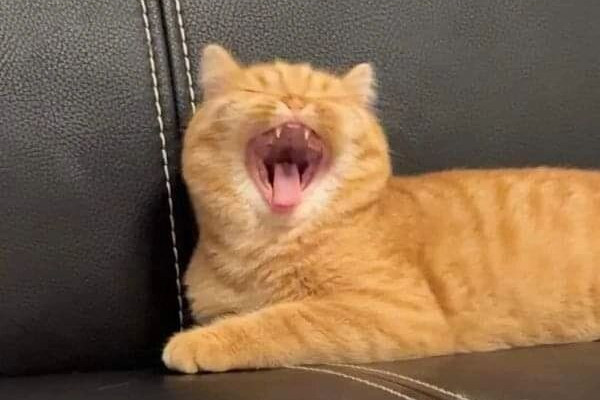 10 Tingkah Laku Kucing Oren, Ternyata Bisa Lucu, ih!
