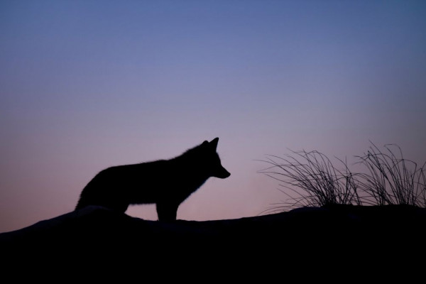 5 Fakta Lycanthropy, Kondisi Mental yang Ubah Manusia seperti Serigala