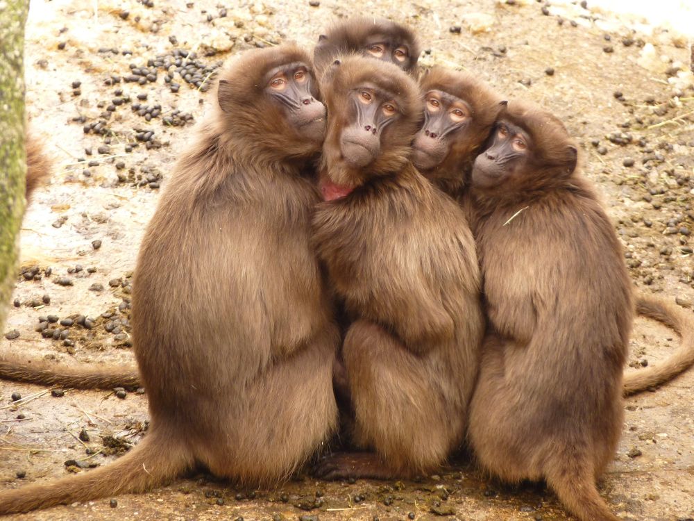 5 Filosofi Hidup Monyet, Induk Terbaik!