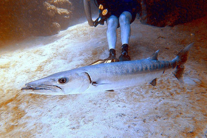 9 Fakta Menarik Ikan Barakuda, Benarkah Dagingnya Beracun?
