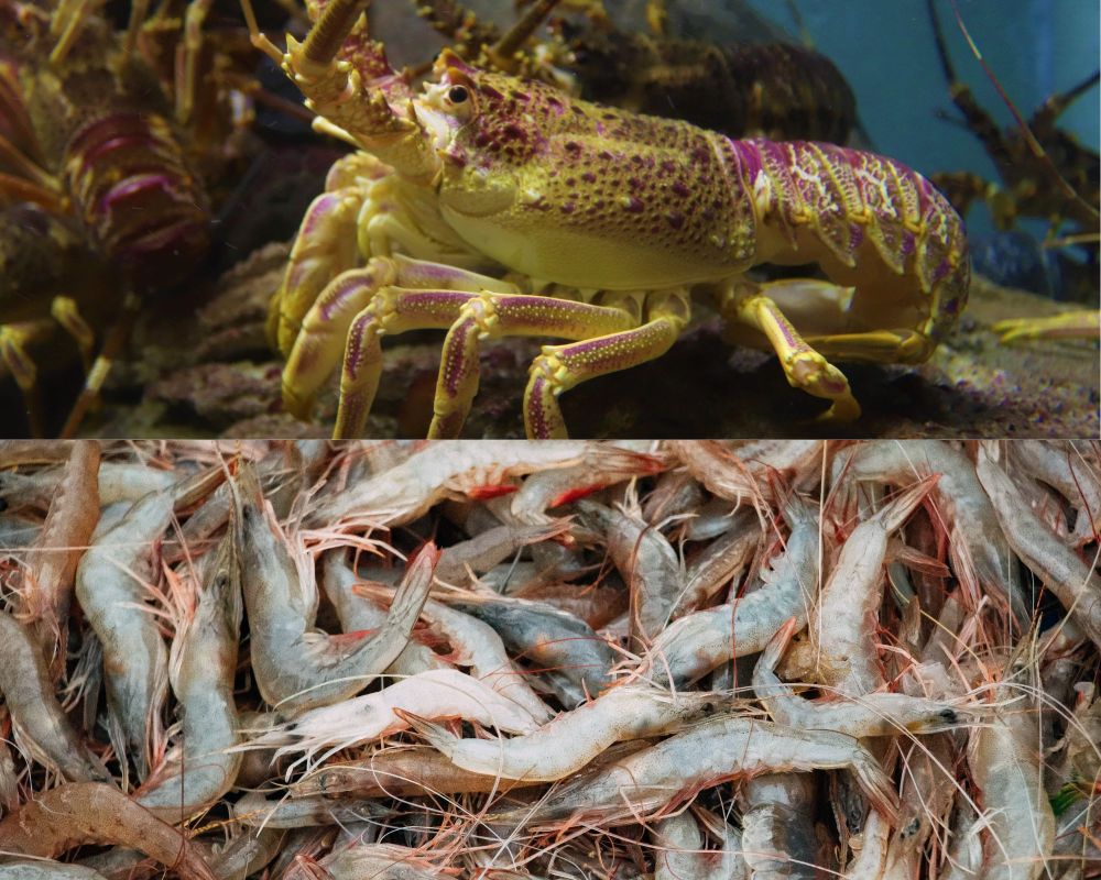 5 Perbedaan Lobster dan Udang, Makanan Seafood