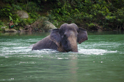 5 Fakta Gajah Sumatra, Raksasa Indonesia Semakin Terancam Punah
