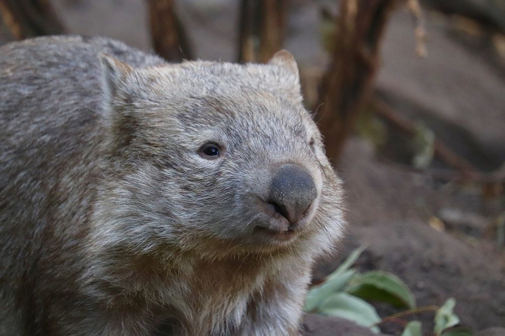 5 Fakta Unik Wombat, Bisa Hasilkan Kotoran Berbentuk Kubus