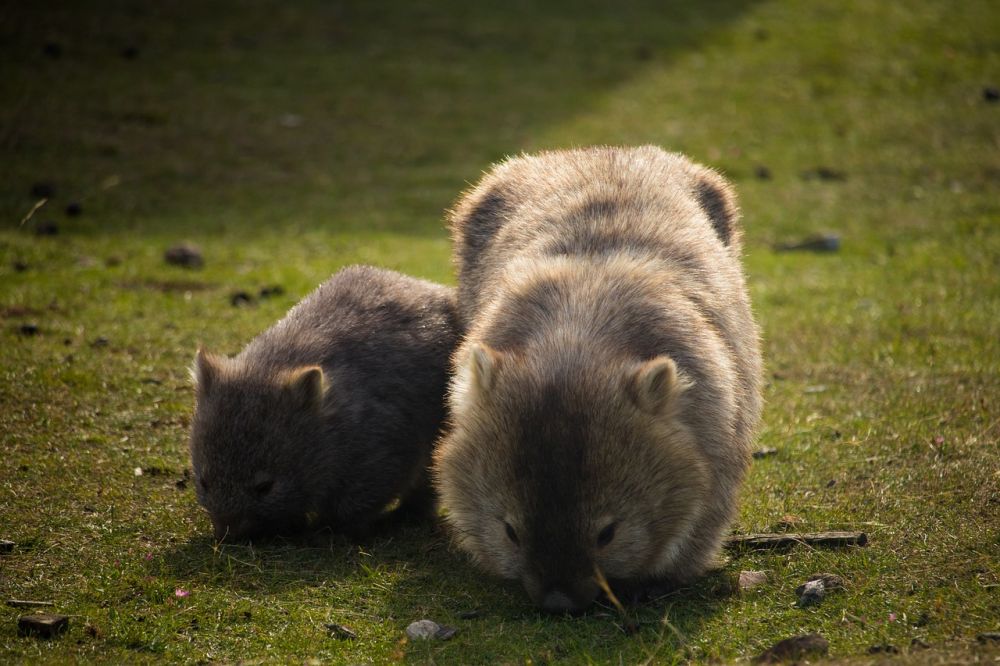 5 Fakta Unik Wombat, Bisa Hasilkan Kotoran Berbentuk Kubus
