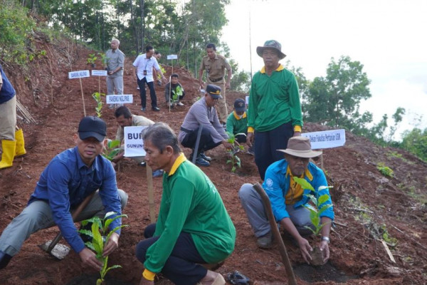 Gunungkidul Kembangkan Kopi, Gunakan Lahan 5,6 Hektare