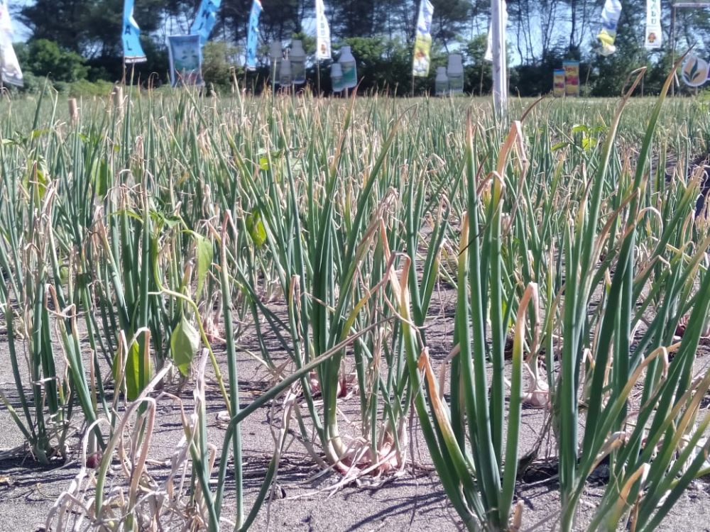 DPKP DIY: Lahan Pasir Solusi Penyusutan Lahan Pertanian