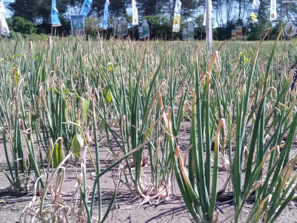 Hasil Panen Bawang Merah di Lahan Pasir Bantul Capai 6 Ton