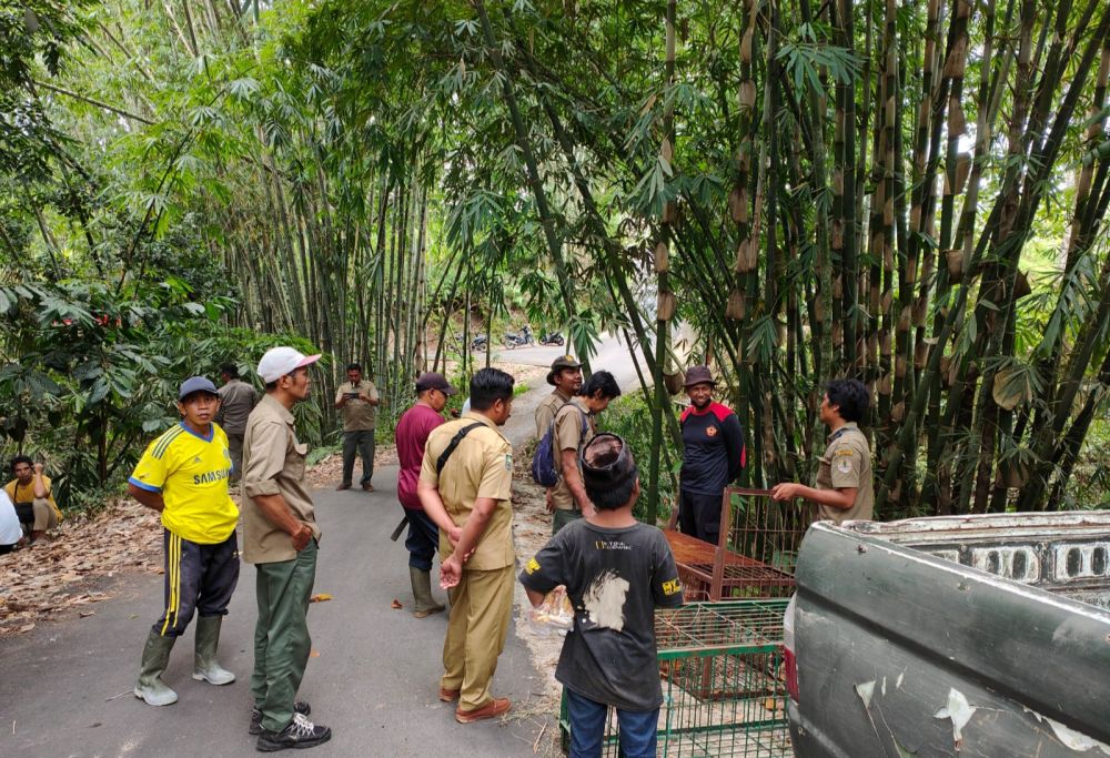 BKSDA NTB Pasang Perangkap Monyet yang Teror Warga Lombok Timur