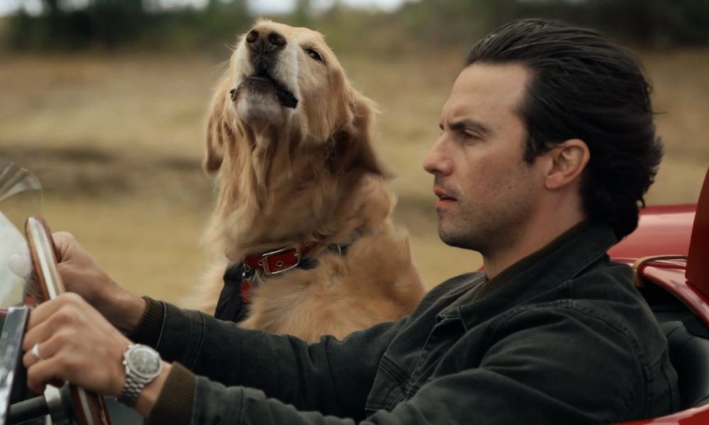 9 Film Terbaik Untuk Ditonton Bagi Kamu Pecinta Anjing, Penuh Haru!