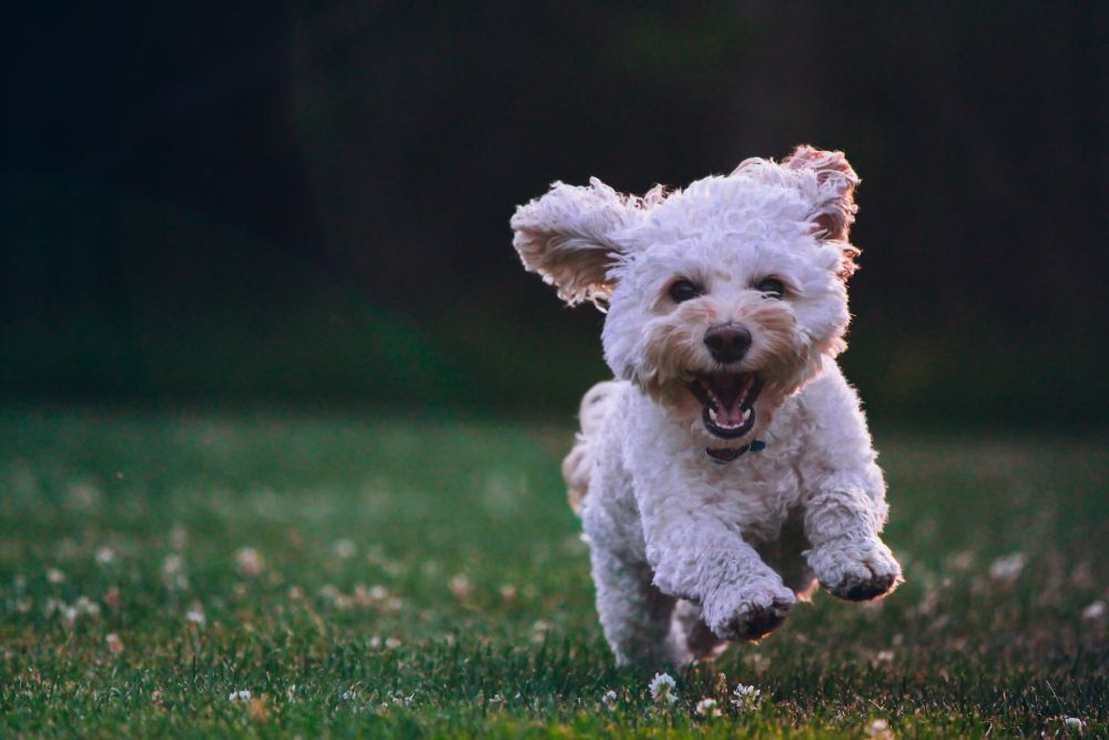 8 Pelajaran Hidup yang Manusia Bisa Pelajari dari Seekor Anjing