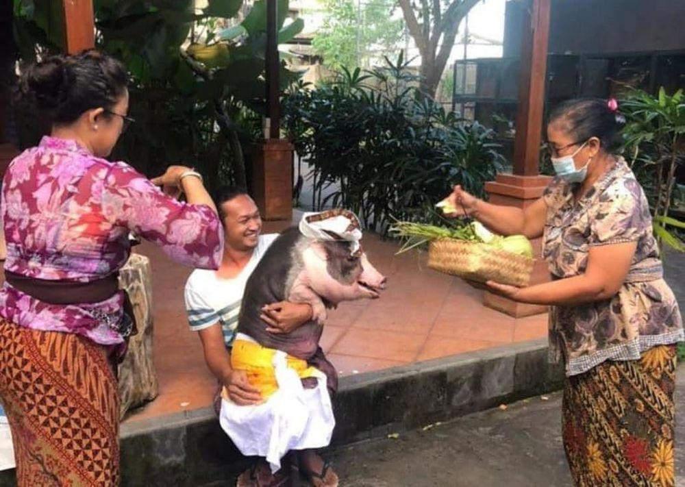 10 Potret Tumpek Kandang untuk Hewan Peliharaan di Bali
