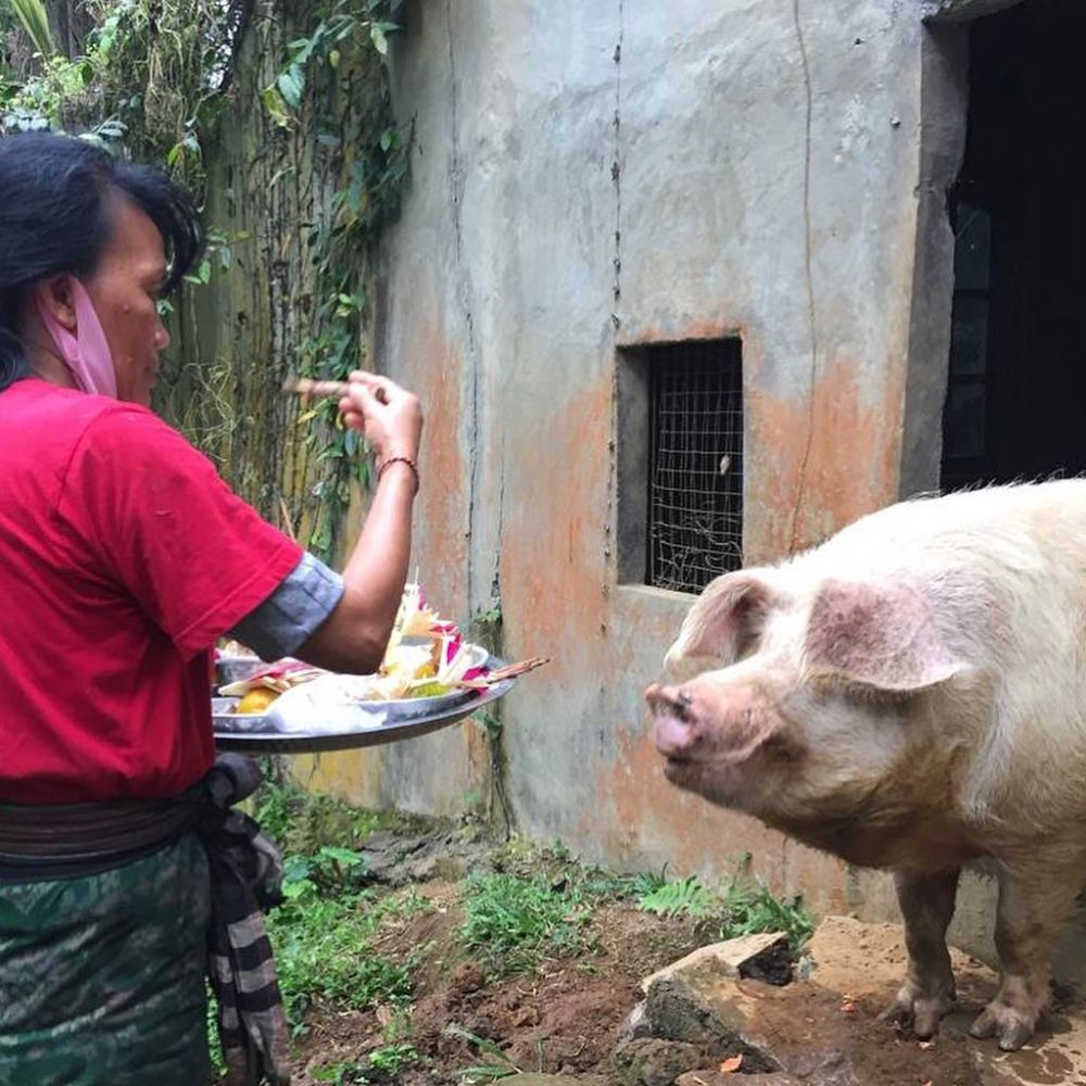 10 Potret Tumpek Kandang untuk Hewan Peliharaan di Bali