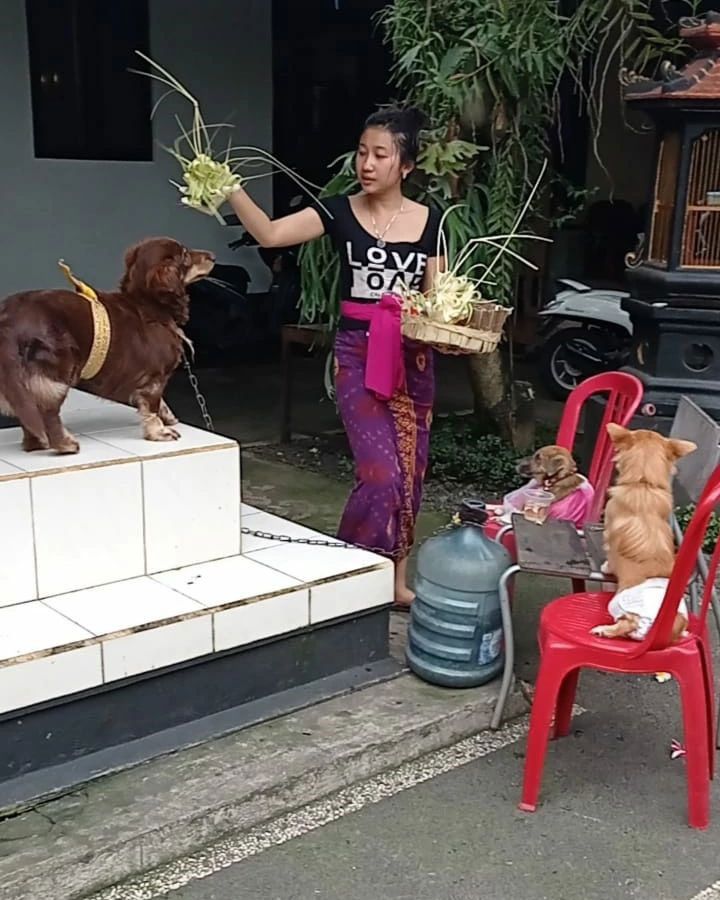 10 Potret Tumpek Kandang untuk Hewan Peliharaan di Bali