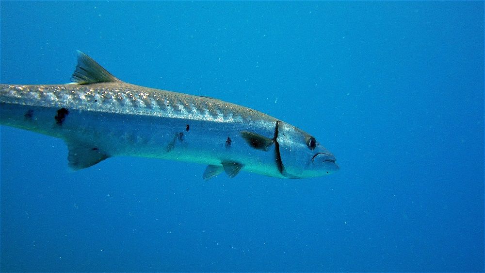 9 Fakta Menarik Ikan Barakuda, Benarkah Dagingnya Beracun?