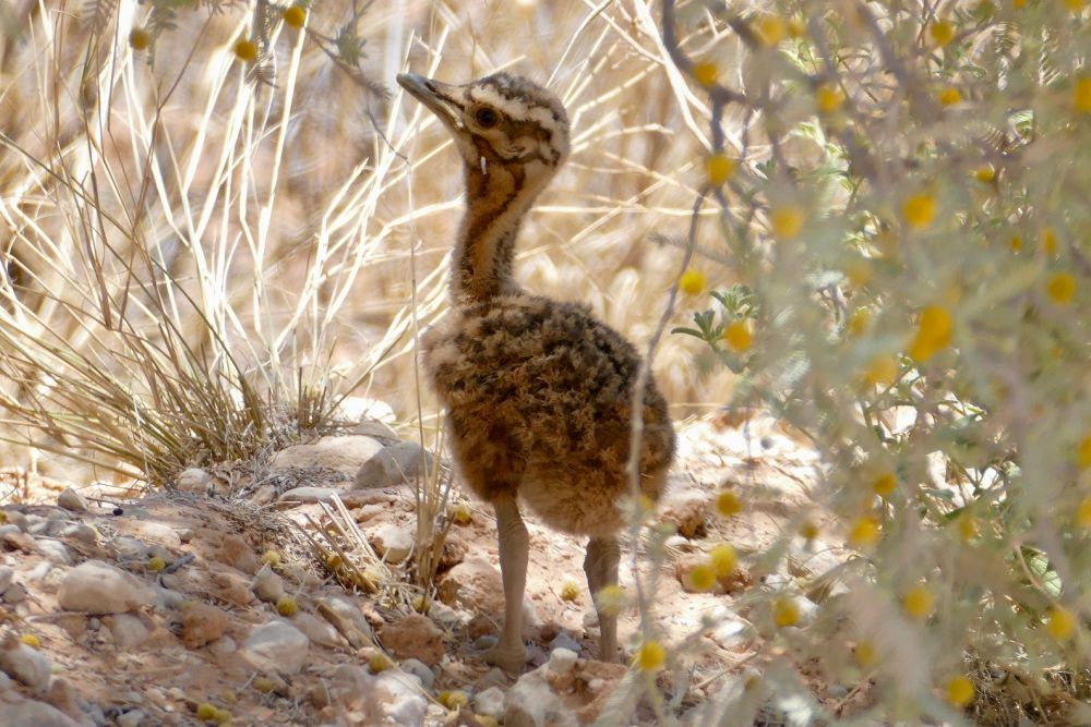 5 Fakta Unik Kori Bustard, Burung Terbang Terbesar di Dunia 