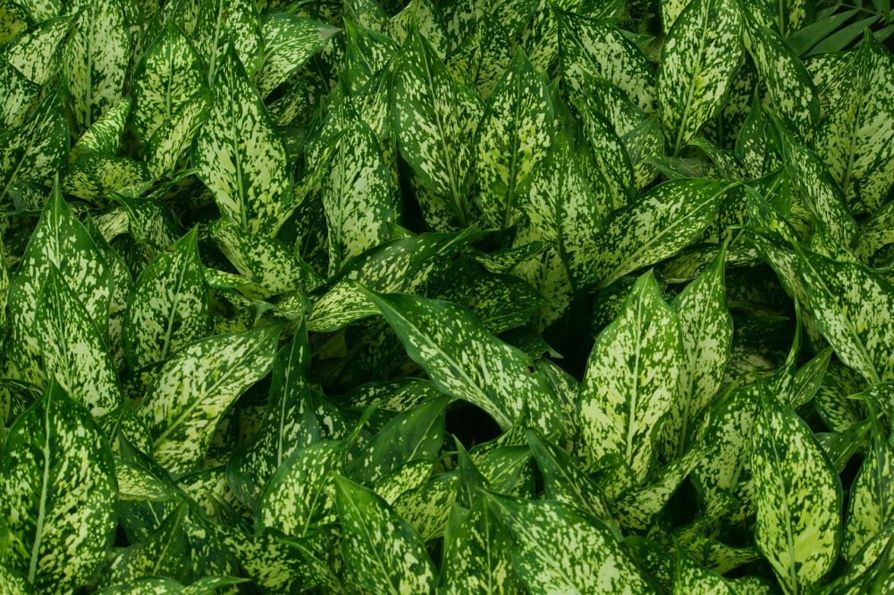 15 Jenis Aglaonema untuk Memperindah Ruangan Rumah, Cantik Paripurna!