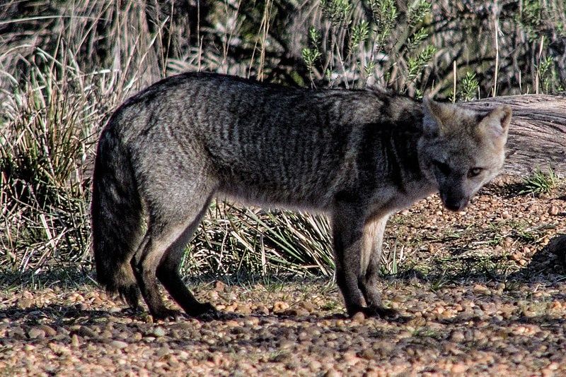 Fakta Unik Crab Eating Fox