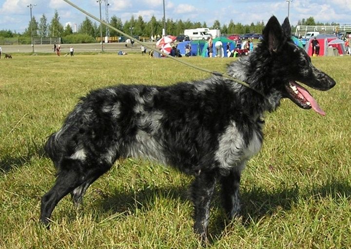 5 Spesies Anjing Hungaria Ini Dikenal Unik dan Bersahabat