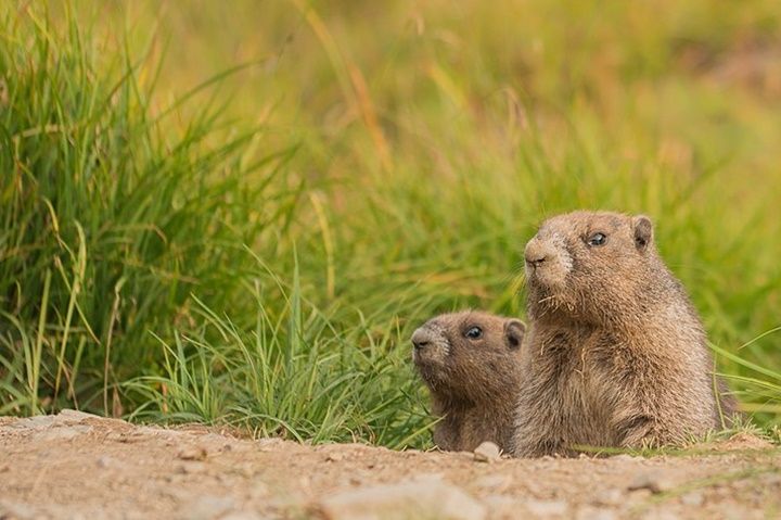 5 Fakta Unik Olympic Marmot, Hewan yang Hidup di Pegunungan