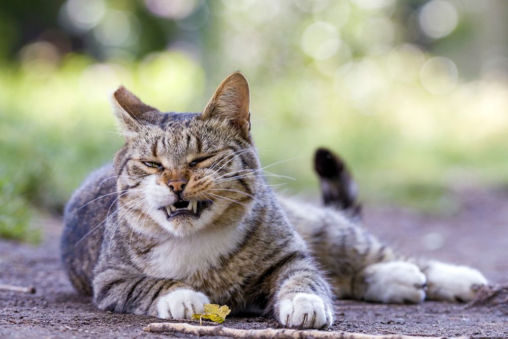 9 Ekspresi Lucu Kucing yang Kaget, Panik Sampai Terjungkal!