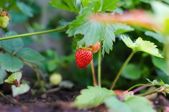 10 Tanaman Buah Cepat Panen yang Dapat Ditanam di Rumah 