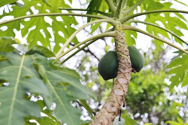 10 Tanaman Buah Cepat Panen yang Dapat Ditanam di Rumah 