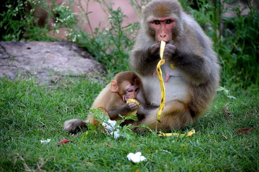 5 Filosofi Hidup Monyet, Induk Terbaik!