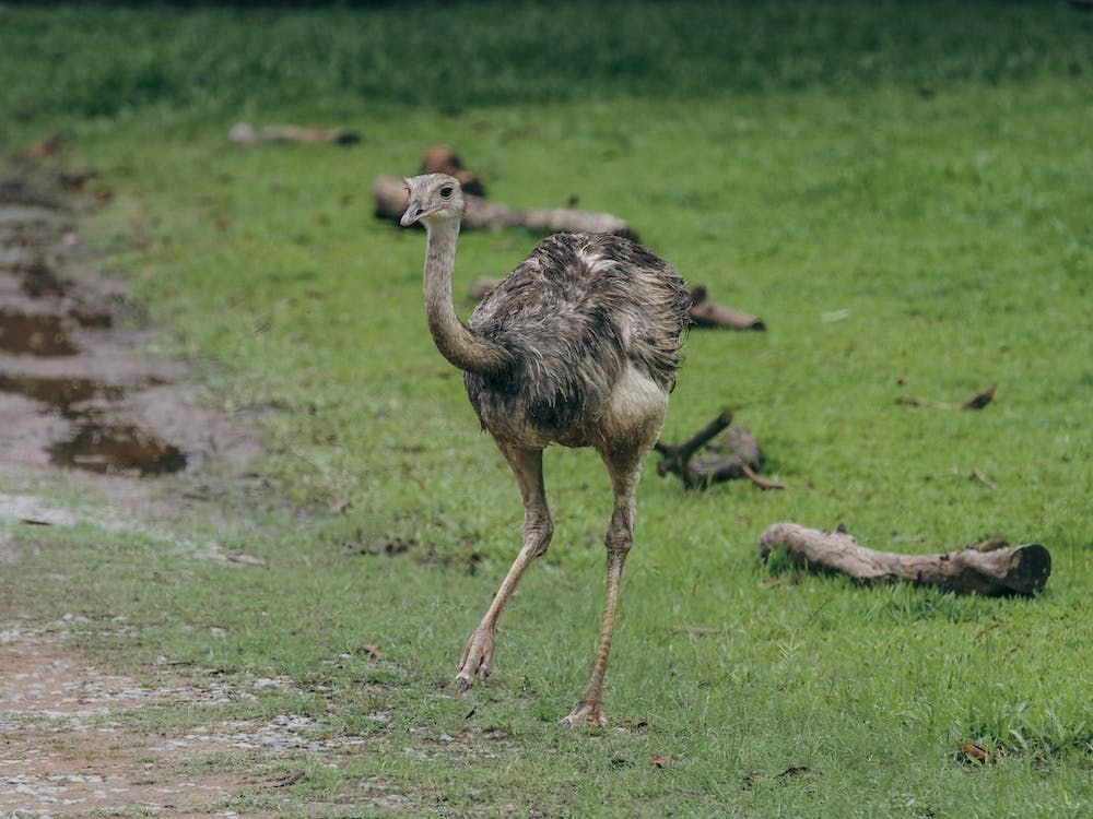 Dedikasinya Tinggi, Berikut 7 Ayah Hewan Terbaik dalam Dunia Fauna