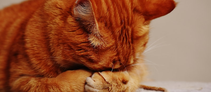 5 Alasan Mengapa Kamu Perlu Memvaksinasi Kucing Peliharaan 