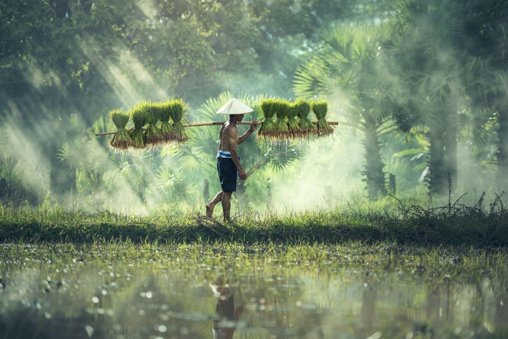HKTI Bali: Pertanian Padi di Tabanan Tidak Terpengaruh Musim