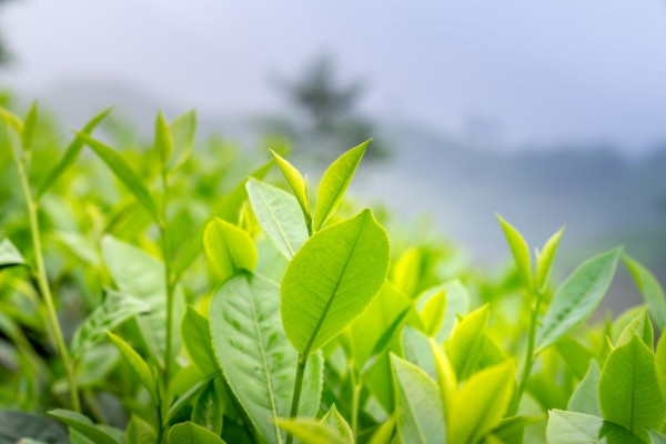 5 Body Wash Ekstrak Green Tea, Aroma Harumnya Bikin Rileks