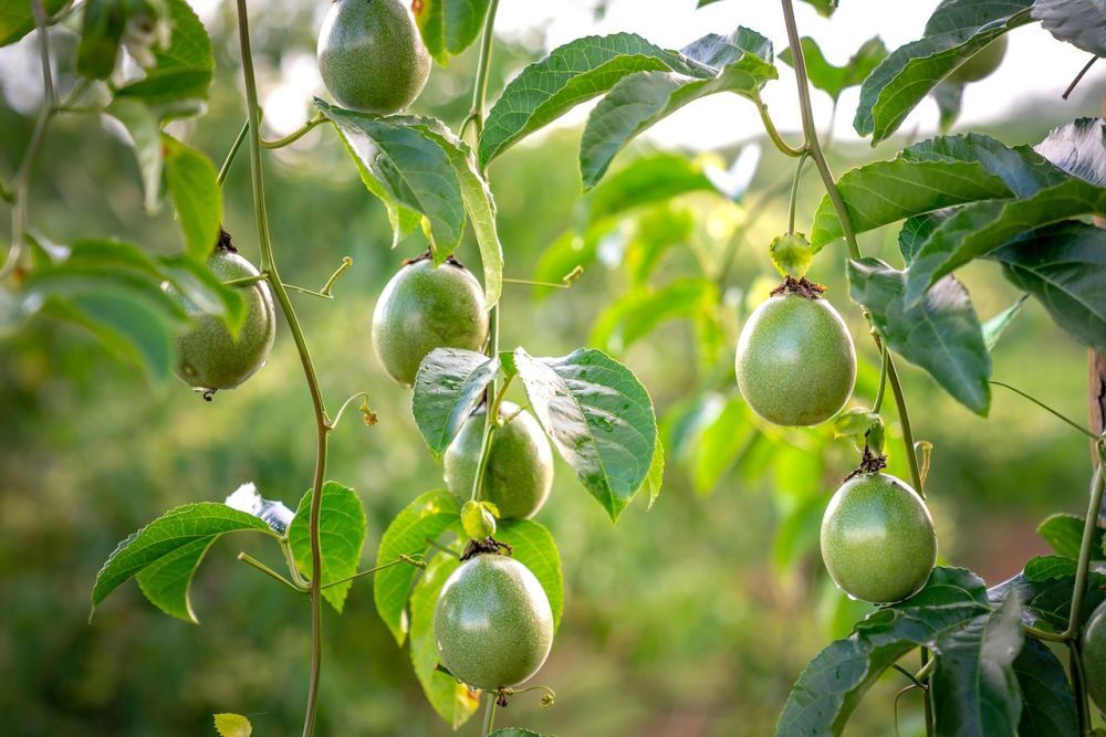 10 Tanaman Buah Cepat Panen yang Dapat Ditanam di Rumah 