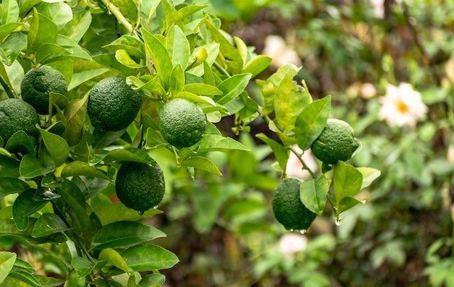 10 Tanaman Buah Cepat Panen yang Dapat Ditanam di Rumah 