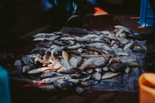 5 Tips Memasak Ikan Bandeng biar Gak Bau Amis