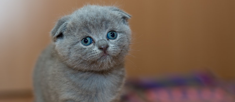 5 Alasan Mengapa Kamu Perlu Memvaksinasi Kucing Peliharaan 