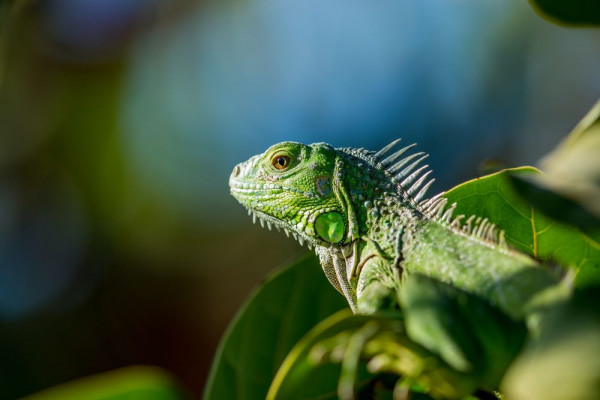 5 Fakta Ilmiah tentang Iguana, Kadal Herbivora Incaran Kolektor!