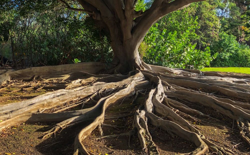 5 Fakta Akar yang Jarang Diketahui, Bagian Penting dari Pohon