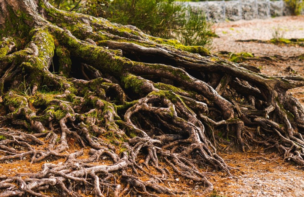 5 Fakta Tak Biasa dari Pohon Beringin, Punya Berbagai Mitos!