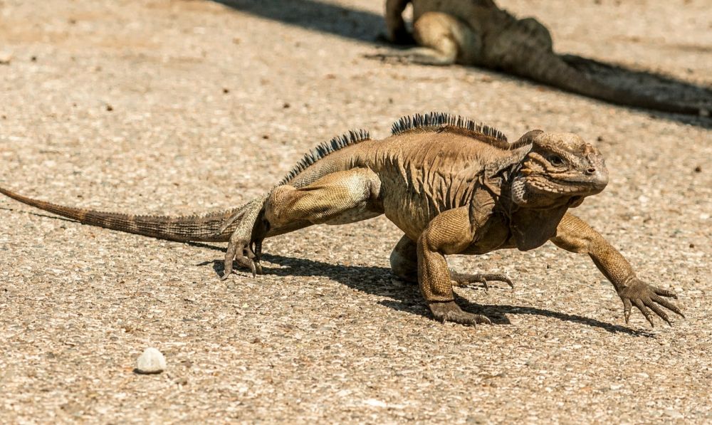 Iguana Berkembang Biak dengan Cara: Proses Reproduksi Iguana yang Menarik