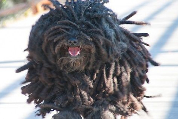 5 Spesies Anjing Hungaria Ini Dikenal Unik dan Bersahabat